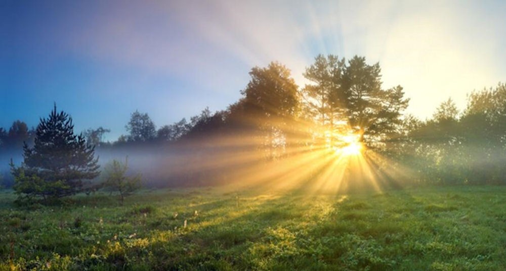 landscape of trees with the sun at the back